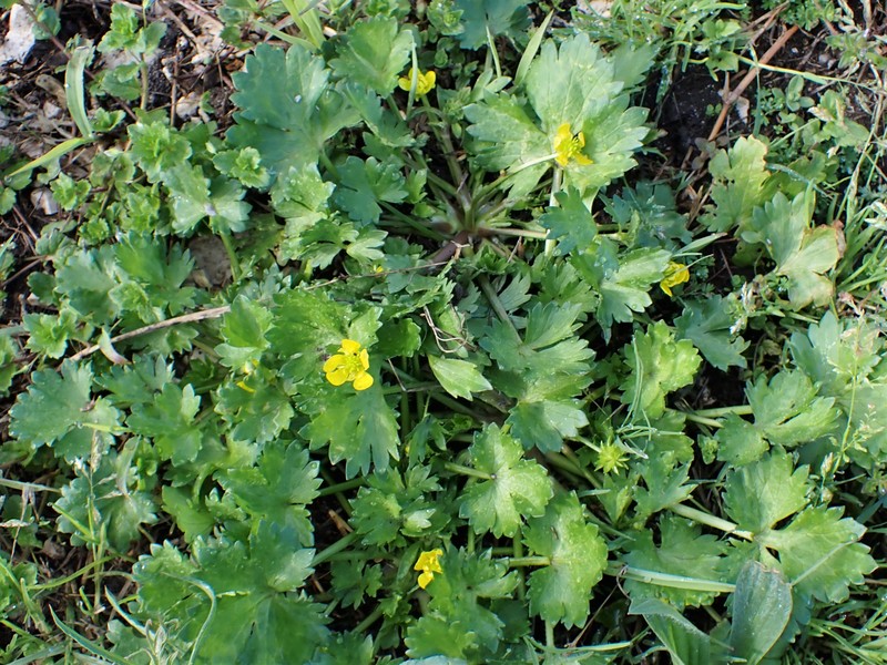 Spinyfruit Buttercup photo 2