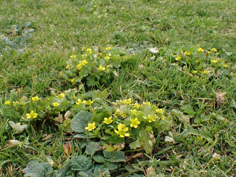 Spinyfruit Buttercup photo 3