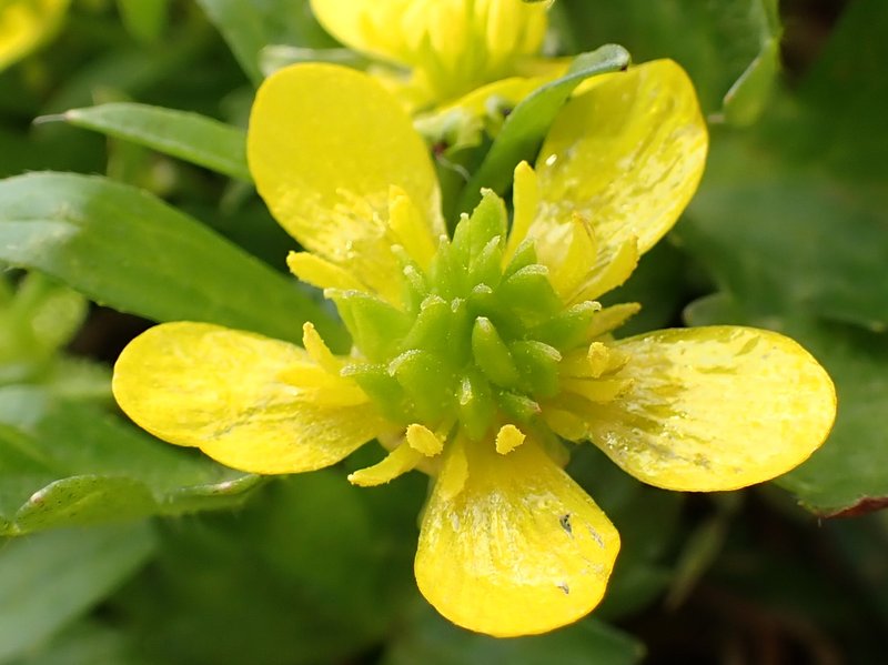 Spinyfruit Buttercup photo 6