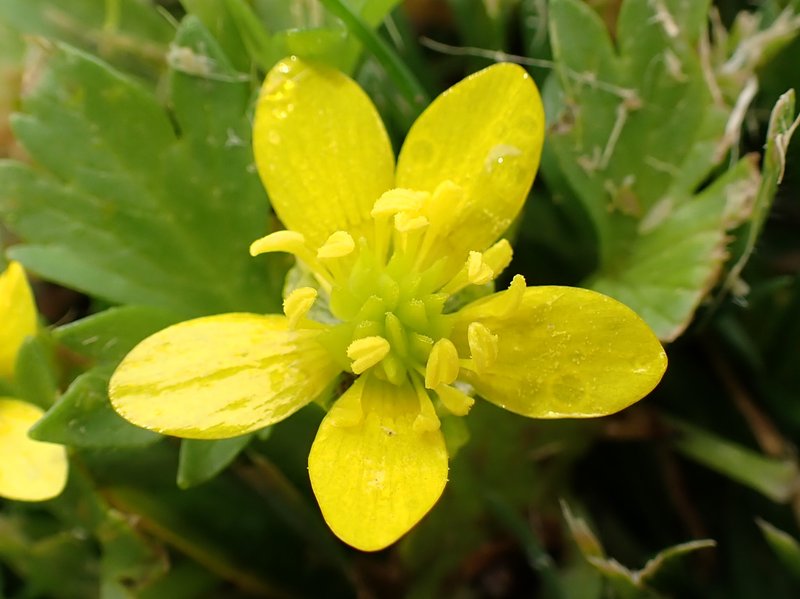 Spinyfruit Buttercup photo 7