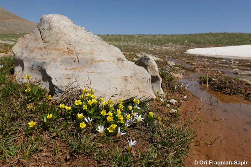 Ranunculus myosuroides