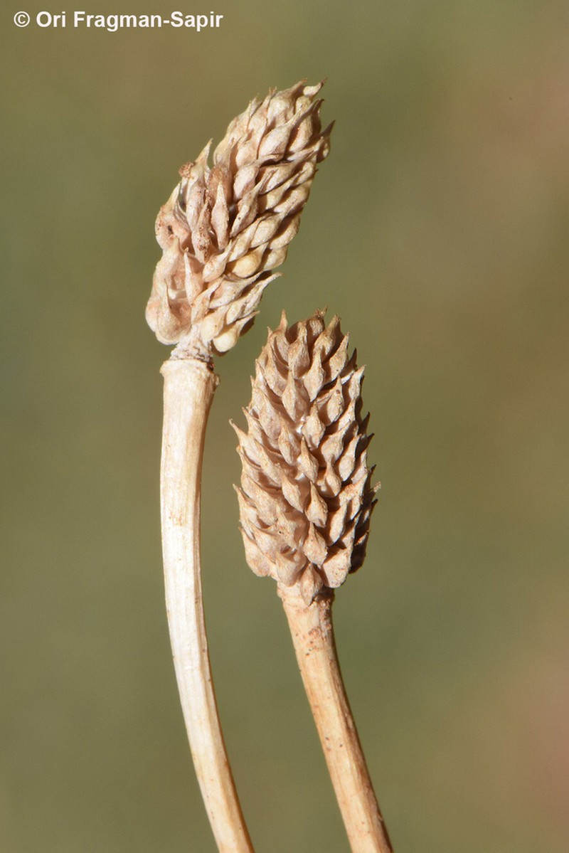 Ranunculus myosuroides photo 2
