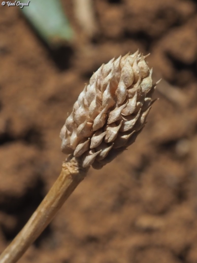 Ranunculus myosuroides photo 3