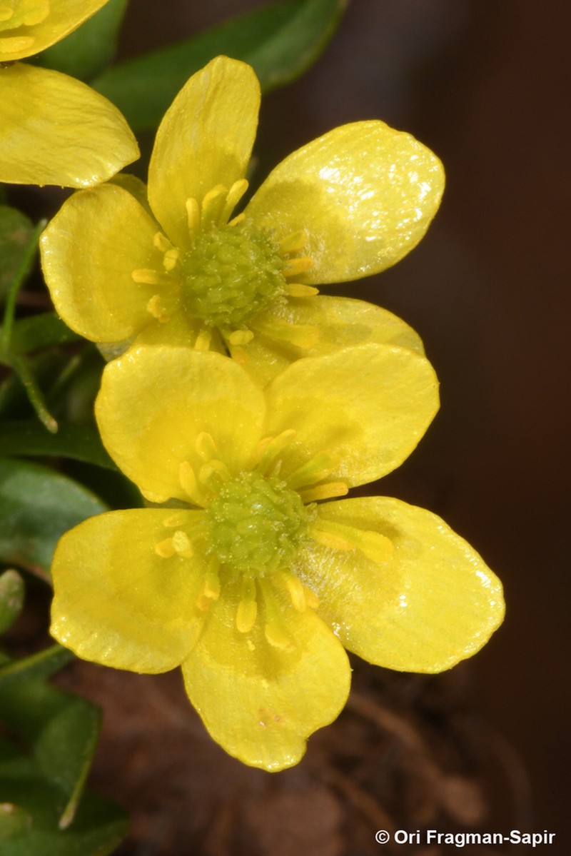 Ranunculus myosuroides photo 4