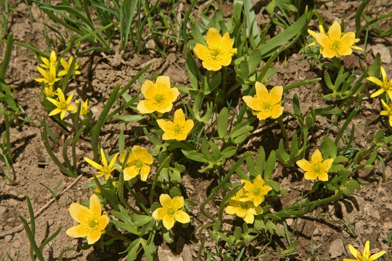 Ranunculus myosuroides photo 5