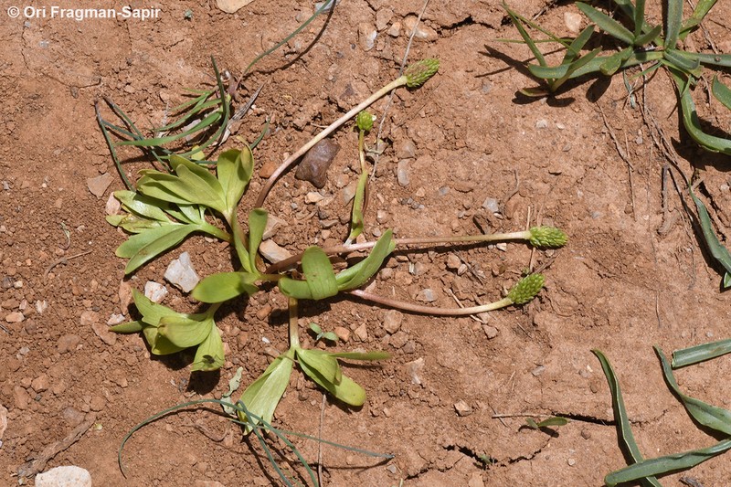 Ranunculus myosuroides photo 6