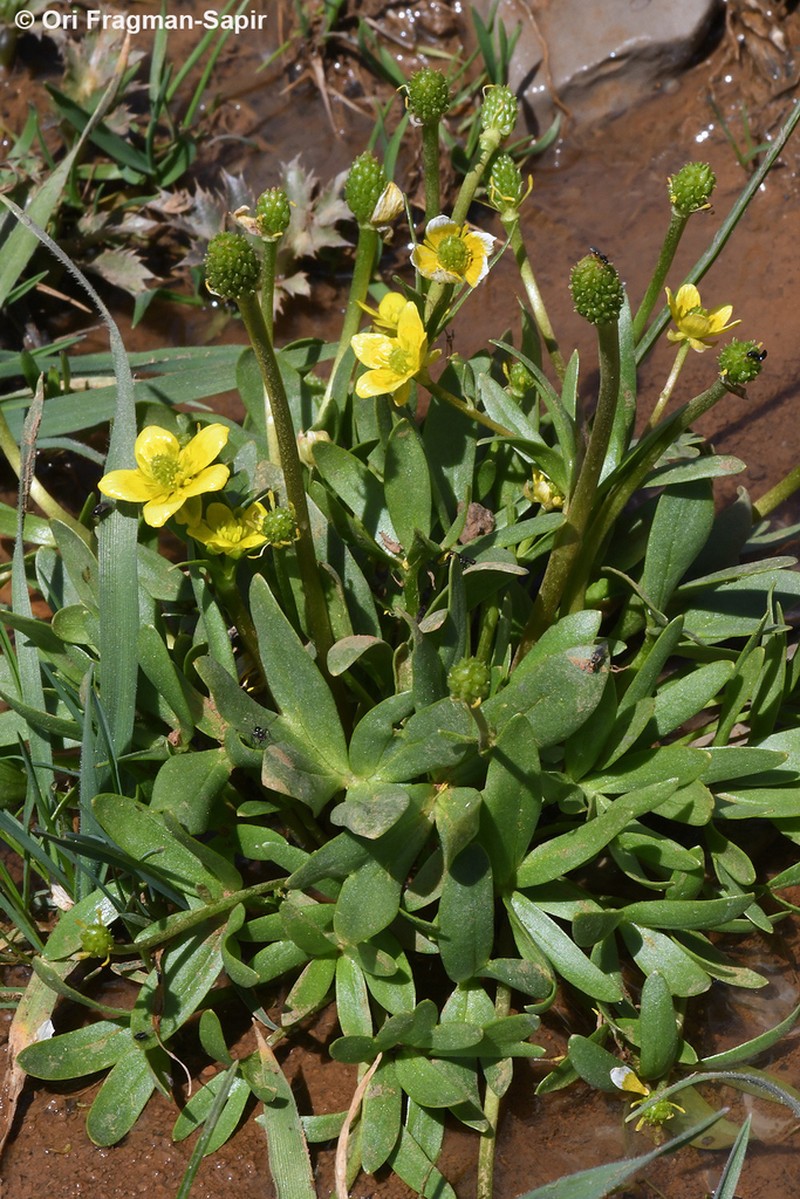 Ranunculus myosuroides photo 7
