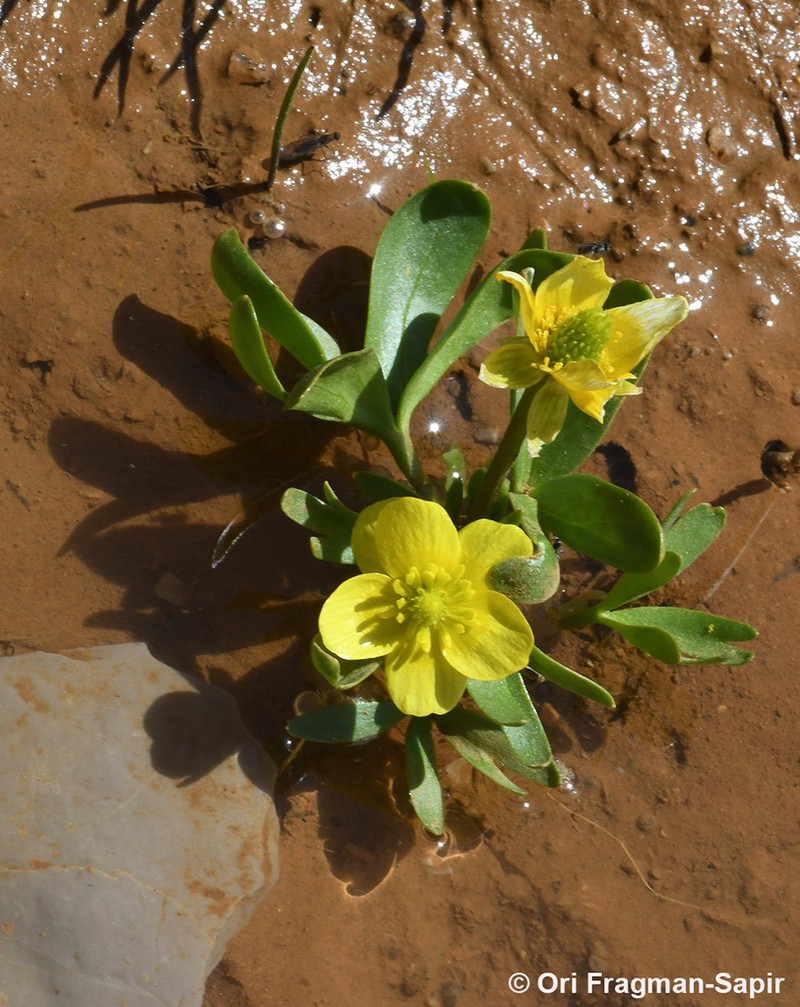 Ranunculus myosuroides photo 8