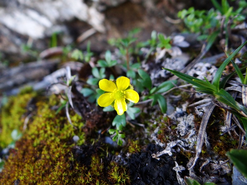 Ranunculus nankotaizanus photo 2