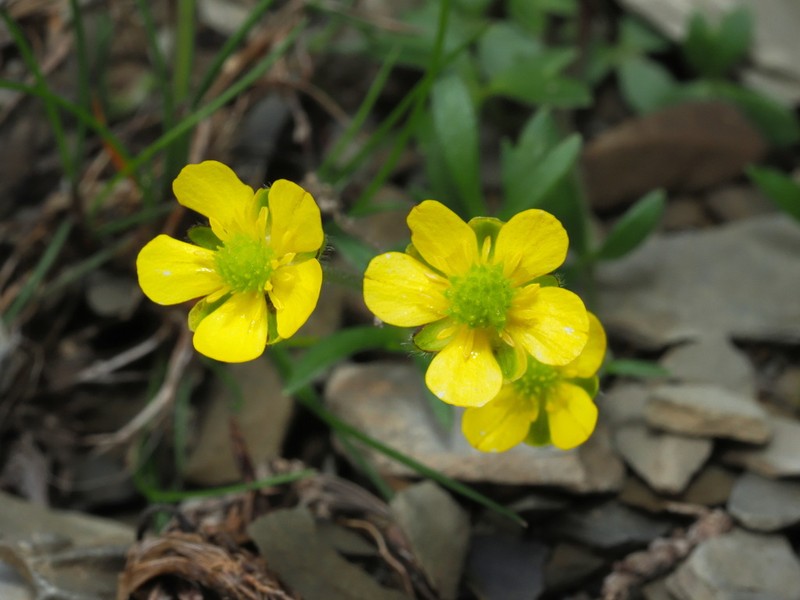 Ranunculus nankotaizanus photo 3