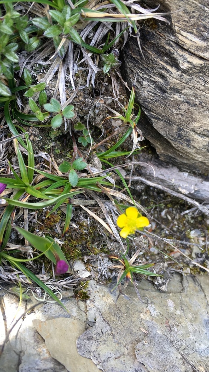 Ranunculus nankotaizanus photo 4