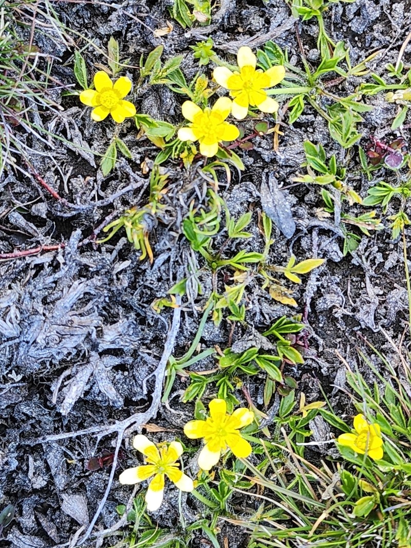 Ranunculus nanus