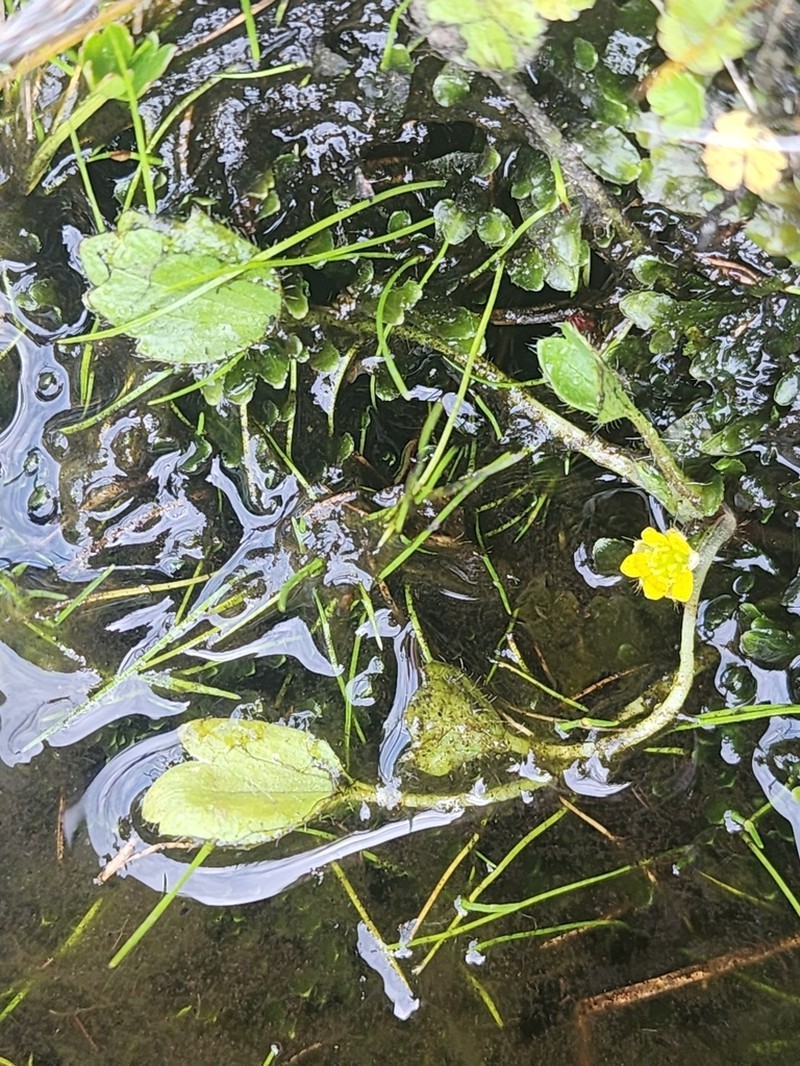 Ranunculus nanus photo 2