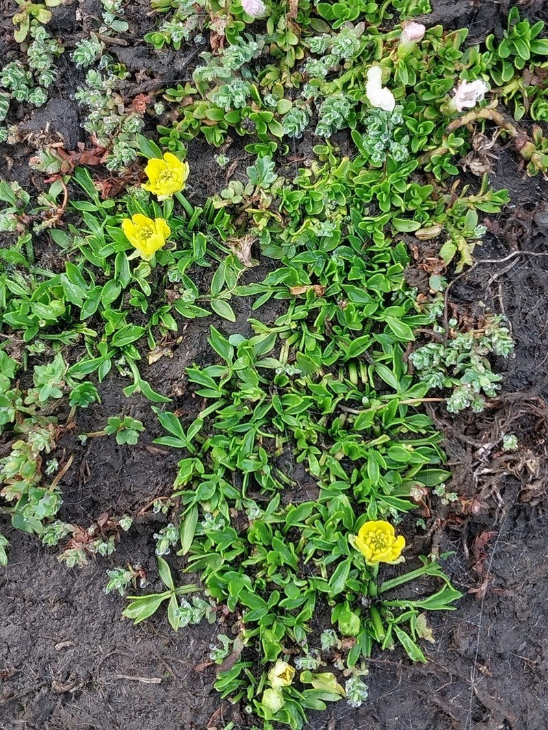 Ranunculus nanus photo 4
