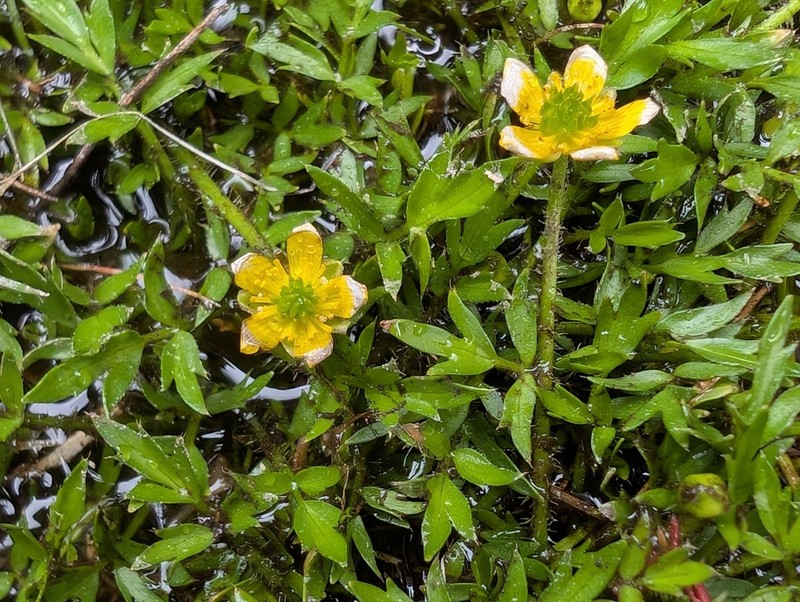 Ranunculus nanus photo 5