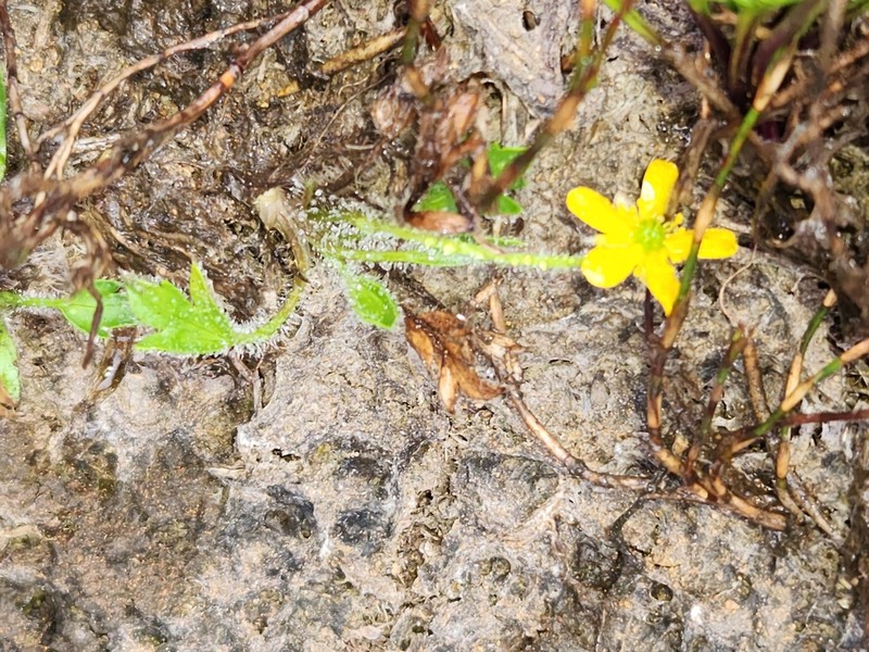 Ranunculus nanus photo 7