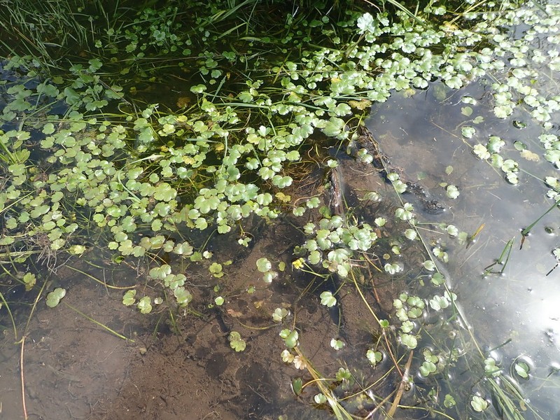 Ranunculus natans