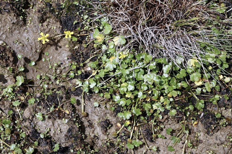 Ranunculus natans photo 2