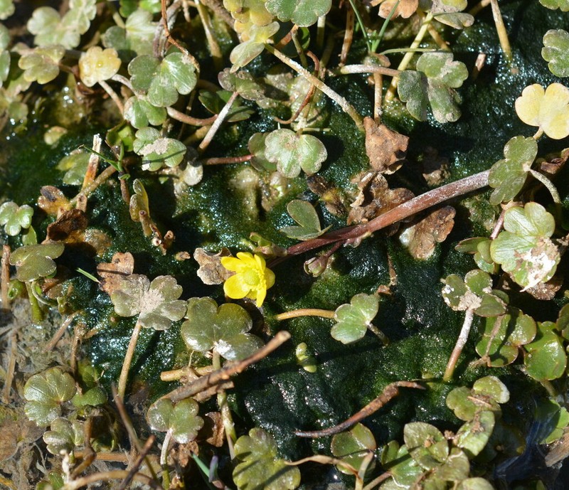 Ranunculus natans photo 3