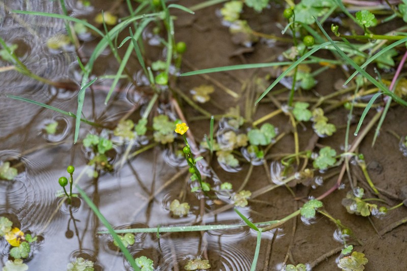 Ranunculus natans photo 5