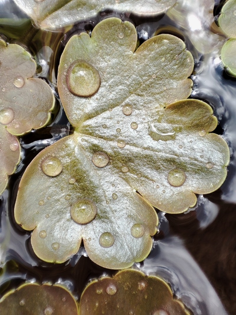 Ranunculus natans photo 6