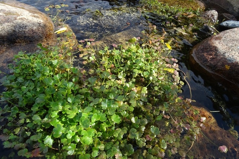Ranunculus natans photo 8