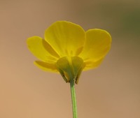 Ranunculus neapolitanus