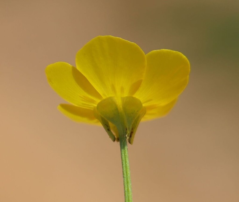 Ranunculus neapolitanus