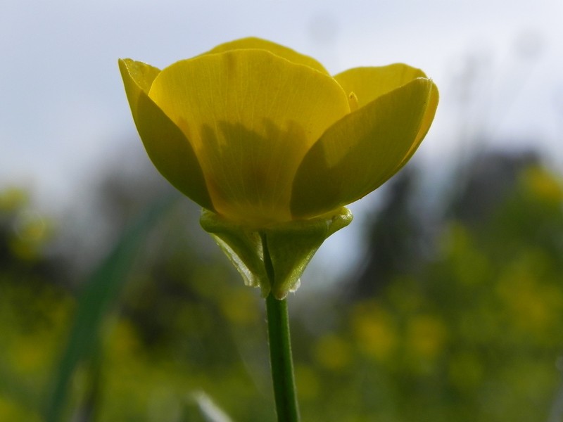 Ranunculus neapolitanus photo 2
