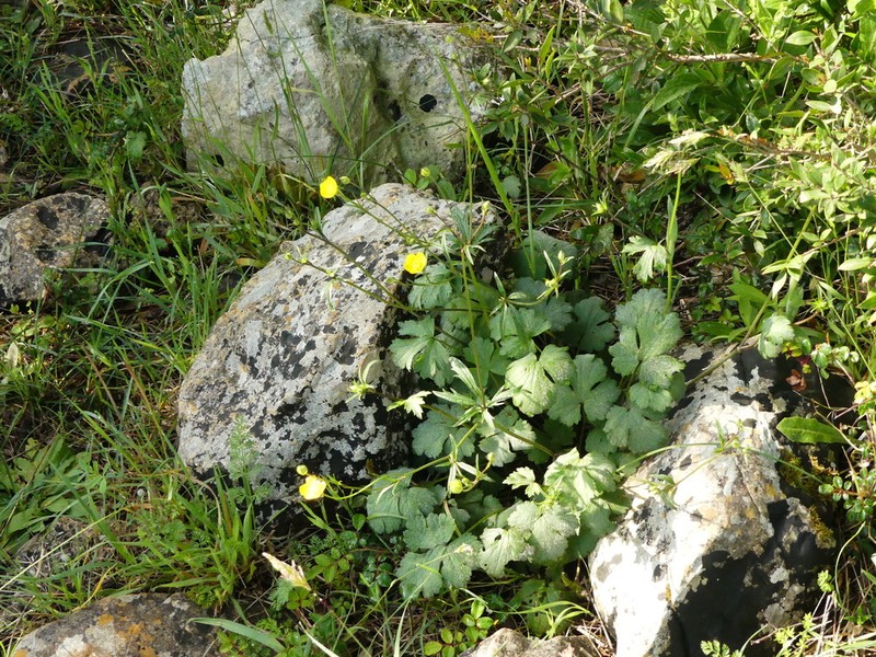 Ranunculus neapolitanus photo 3