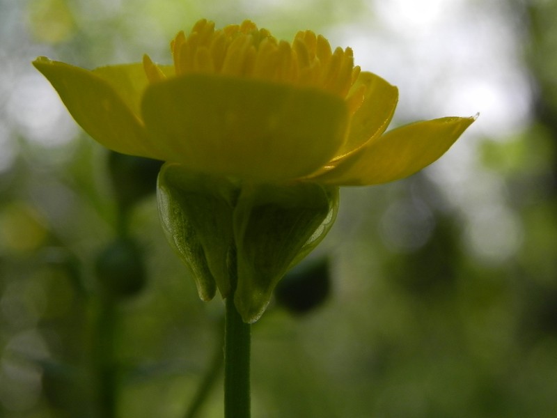 Ranunculus neapolitanus photo 4