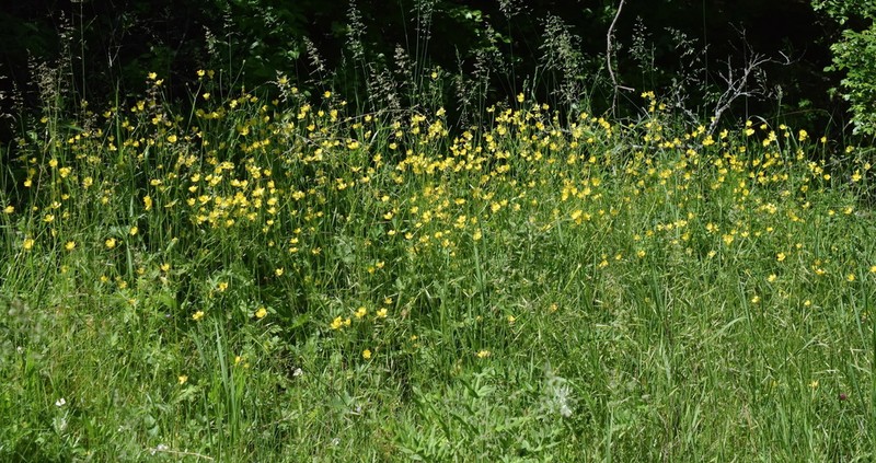 Ranunculus neapolitanus photo 5