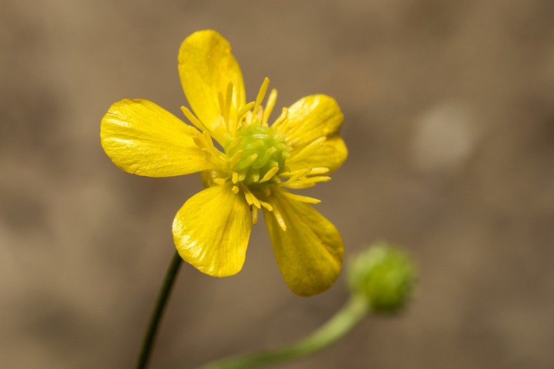 Ranunculus neapolitanus photo 6
