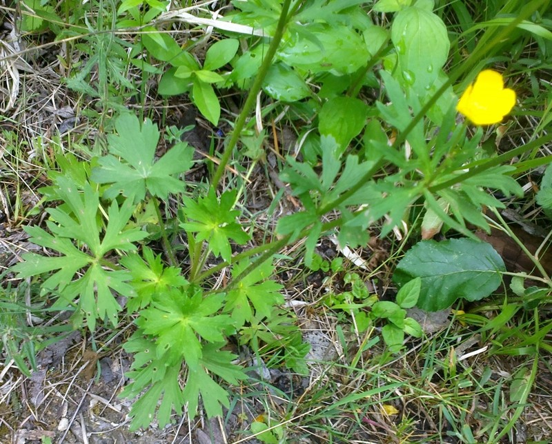 Ranunculus neapolitanus photo 7