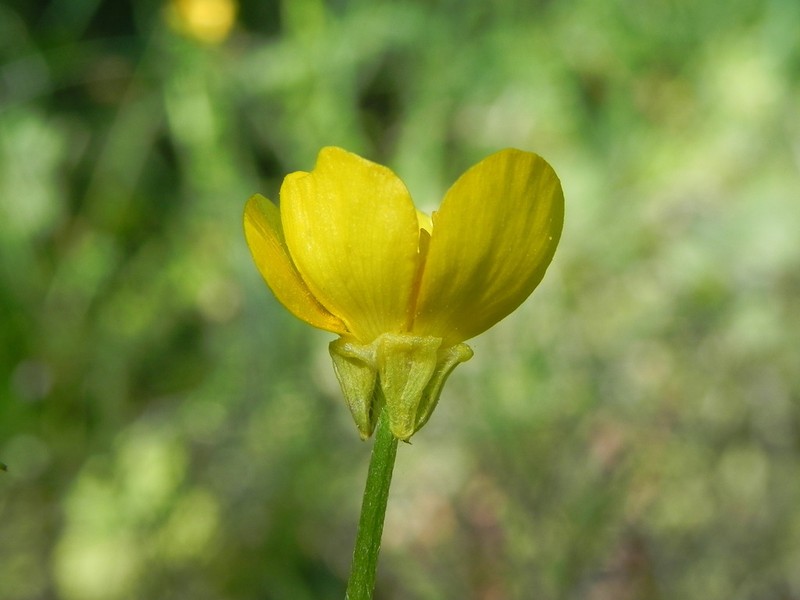 Ranunculus neapolitanus photo 8