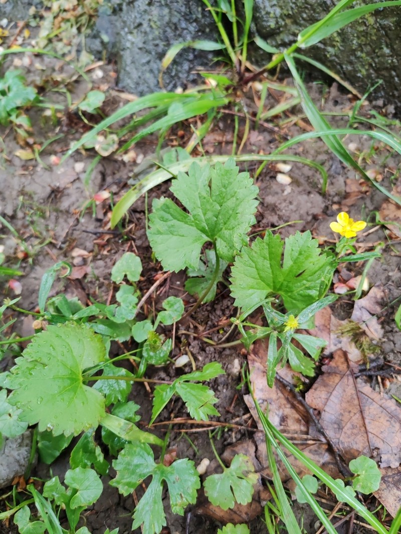 Ranunculus nemorosifolius