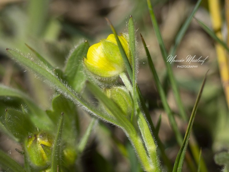 Ranunculus neocuneatus