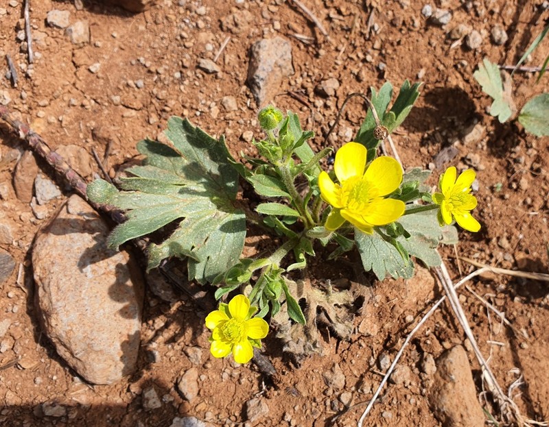 Ranunculus neocuneatus photo 2