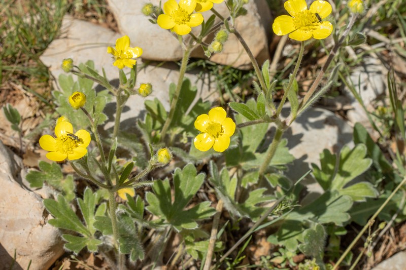 Ranunculus neocuneatus photo 4