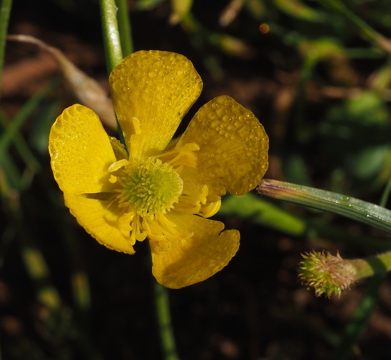 Ranunculus neocuneatus photo 5