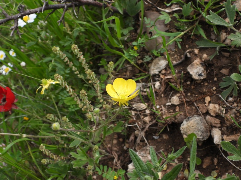 Ranunculus neocuneatus photo 7