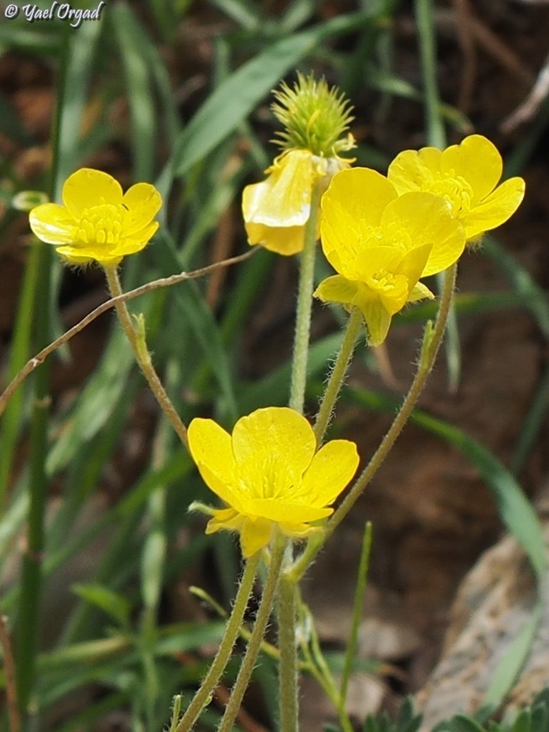 Ranunculus neocuneatus photo 8