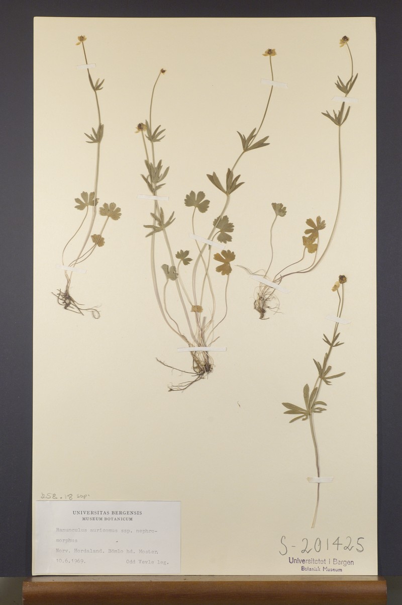 Ranunculus nephromorphus