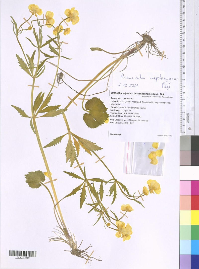 Ranunculus niepolomicensis