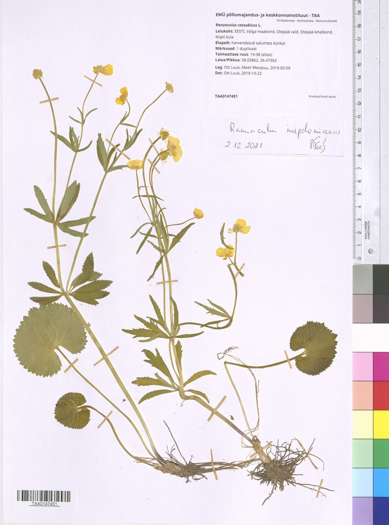 Ranunculus niepolomicensis photo 2