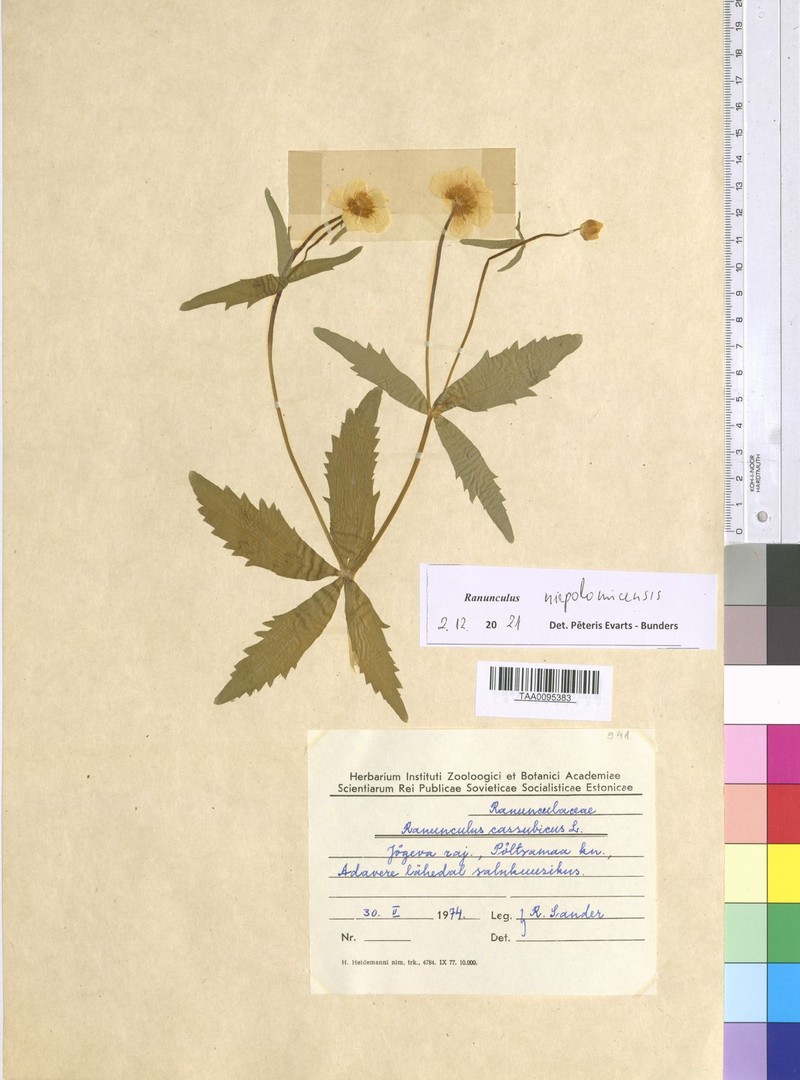 Ranunculus niepolomicensis photo 3