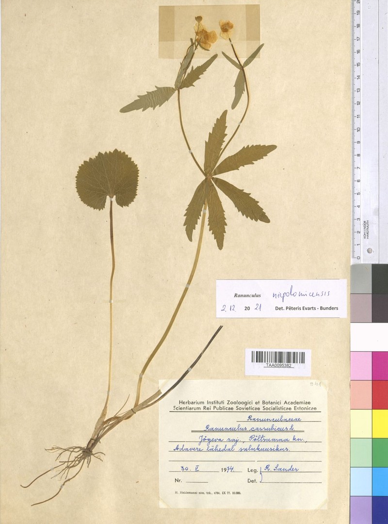 Ranunculus niepolomicensis photo 4
