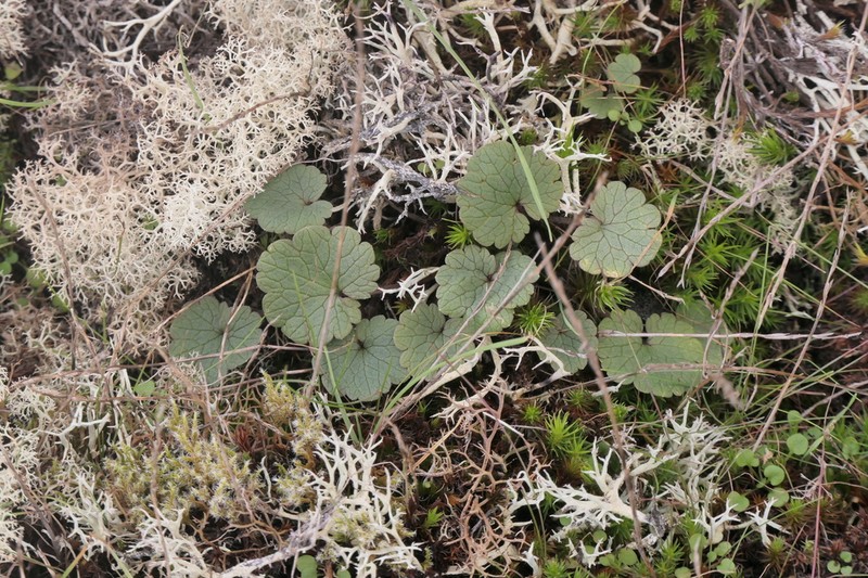 Ranunculus nigrescens