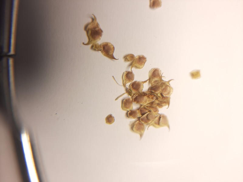 Ranunculus nigrescens photo 2