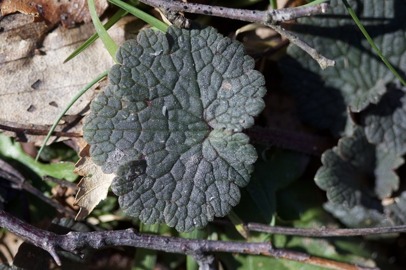 Ranunculus nigrescens photo 3